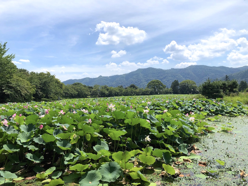 大覚寺大沢池附名古曽滝跡 京都市右京区嵯峨の国指定名勝庭園 庭園情報メディア おにわさん