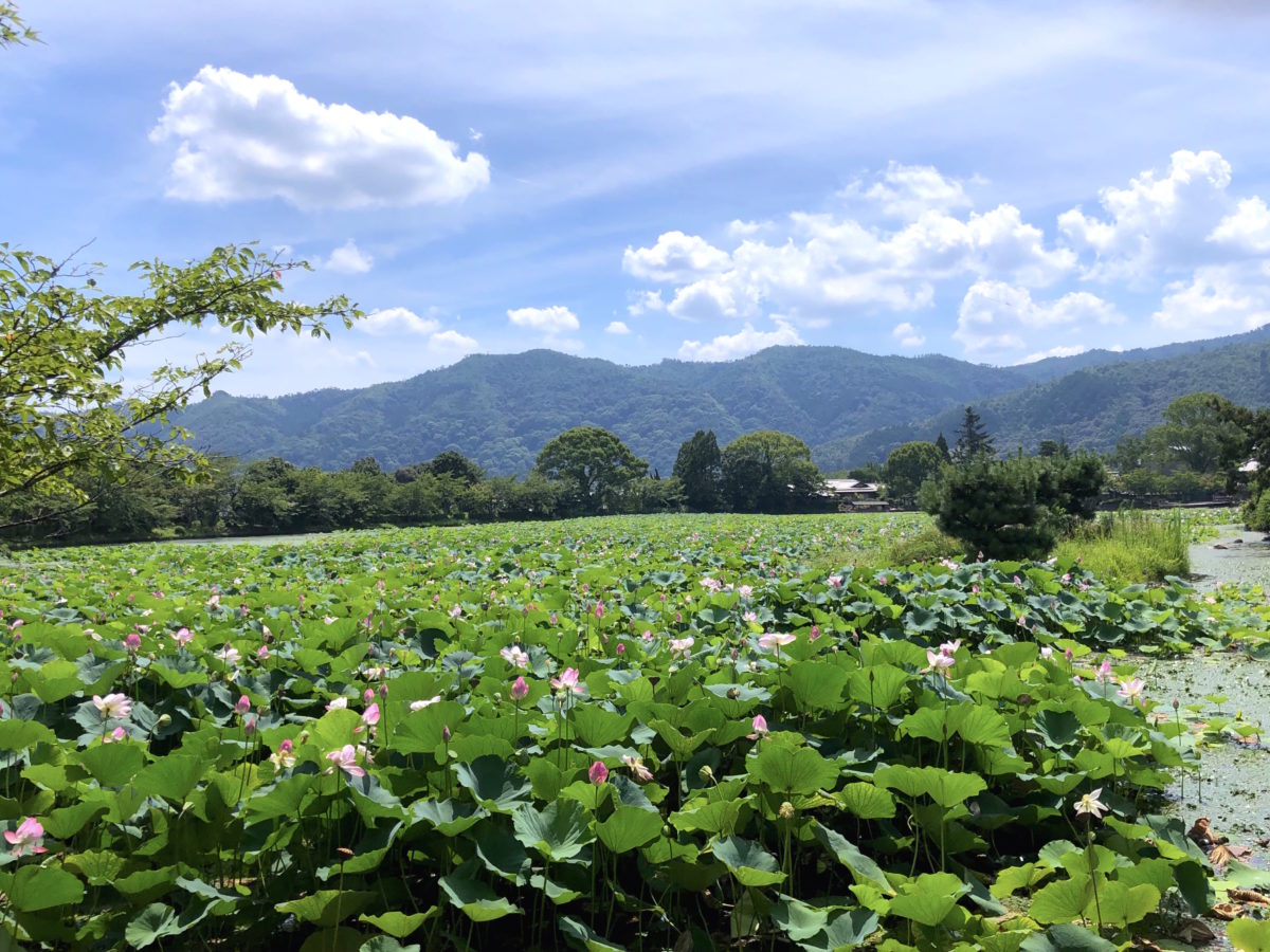 大覚寺大沢池附名古曽滝跡 u2015 京都市右京区嵯峨の国指定名勝庭園 