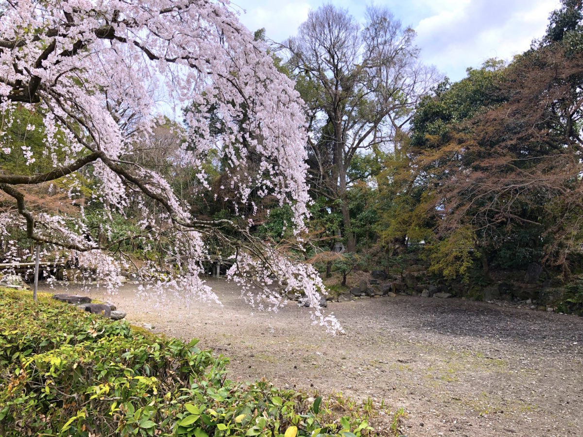 近衛邸跡庭園 枝垂れ桜の名所 京都市上京区の庭園 庭園情報メディア おにわさん