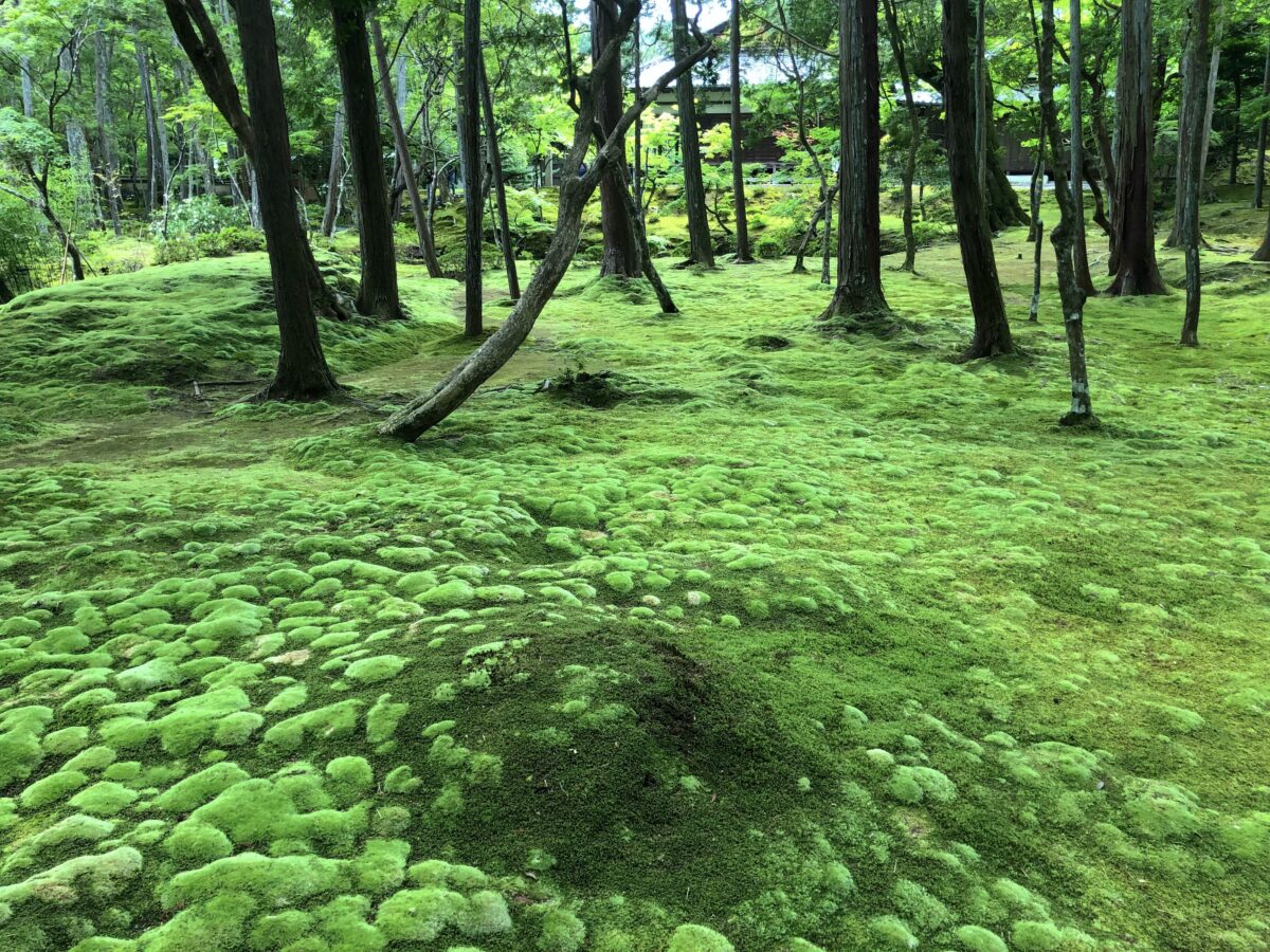 西芳寺庭園 苔寺 夢窓疎石作庭 京都の世界遺産庭園 庭園情報メディア おにわさん