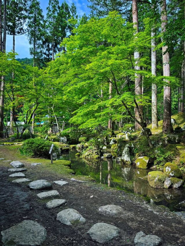 📸梅田氏庭園（福井県池田町／国指定名勝）③
Umeda-shi House Garden, Ikeda, Fukui
続き。
■主庭
邸宅の東側に広がる「池水鑑賞式林泉庭園」が主庭。心の字を描く心字池を中心に、背後の斜面に更に（『水前寺成趣園』の富士山のような）築山をもうけた庭園。二つの緩やかな滝から水を落としています。
解説に書かれていて「確かに」と思ったのは、この庭園には灯籠などの石の造形物が一切ない。高木とともにそれの作風が室町時代以前の歴史の積み重ねを感じさせます。（福井県で言うと『一乗谷朝倉氏庭園』と近い作風）
その築山の方へと回らせていただくと、山の麓から二つの水路が引かれ遣水のような細い清流を経て池へと落ちている。💦
家屋からの鑑賞式庭園だけどちゃんと裏の水路にも造形性があるし、苔むした景石の一つ一つが美しい…。（尚、南庭の滝と主庭へそそぐ水は水源は同じで、敷地奥の川から引かれているのだそう）
冒頭で、梅田氏庭園へと至るバスが国文化財庭園を繋ぐようなバスだ…と書いたけれど。越前市（周辺）は本当に節々に「歴史と文化」を感じさせる街。
2024年の大河ドラマの主役・紫式部ゆかりの地である点、浄土真宗・蓮如上人ゆかりの寺院、越前和紙など…（あと越前和紙の里〜池田はヒルクライム🚴‍♂️に合いそうな道だな…と思っていたら、数名自転車で走ってる方がいらっしゃった！）。歴史や日本文化が好きな人には是非訪れて欲しい！
福井・梅田氏庭園の紹介は☟
https://oniwa.garden/umeda-garden-fukui/
————————
#japanesegarden #japanesegardens #kyotogarden #zengarden #japandesign #jardinjaponais #jardinjapones #japanischergarten #jardimjapones #gardendesign #landscape #landscapedesign #garden 
#庭園 #日本庭園 #庭院 #庭园 #ランドスケープ #建築デザイン #福井県 #fukui #越前市 #越前 #武生 #えちぜん武生 #池田町 #文化財庭園 #苔庭 #mossgarden #おにわさん