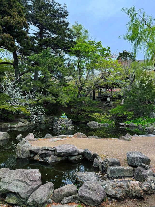 📸函館公園（北海道函館市／国登録名勝）②
Hakodate Park, Hakodate, Hokkaido
続き。園内北西部に“北海池”〜“ひょうたん池”と名付けられた池泉回遊式庭園があります。
自然の斜面を築山として活かしつつ下段部にその名の通り北海道🗺️の形を表した“北海池”（手前の歪曲した所が渡島半島）、上段部に“ひょうたん池”があり、ひょうたん池から北海池へと滝で水を落とす構成。北海池の中央にもちょっとした噴水（青銅の龍）が設置されています。
この庭園、護岸が修理されて少し新しくなっているので「公園の歴史の中では新しいのかな？」と思ったけど…昭和の戦前の発刊とされている『北海道随一の大港市　函館名勝十六景』（札幌市中央図書館）でもその様子が収められている📚
てことはそれ以前、近代に作庭さてた日本庭園。函館の国指定文化財庭園『香雪園』の姿を思い起こしてみると——ちょっと作風も似ている感じがする？（弘前っぽい？）
最後に。今回は新緑の季節に訪れたけれど、函館公園は園内に桜が約400本ほど植った函館の桜の名所として有名。これも明治時代に函館の商人・逸見小右衛門が《函館公園を奈良・吉野山のようにしたい》と植栽を始めたもの（当初の植栽は植え替わっているそうですが）。
函館観光の際には『五稜郭公園』⭐️のみならず、函館公園にも足を伸ばしてみて。
北海道・函館公園の紹介は☟
https://oniwa.garden/hakodate-park-hokkaido/
————————
#japanesegarden #japanesegardens #kyotogarden #zengarden #japandesign #jardinjaponais #jardinjapones #japanischergarten #jardimjapones #gardendesign #landscape #landscapedesign #japanlandscape #garden #ランドスケープ
#庭園 #日本庭園 #庭院 #庭园 #北の造園遺産 #建築デザイン #文化財 #文化財庭園 #函館 #函館市 #hakodate #函館観光 #都市公園 #近代日本庭園 #おにわさん