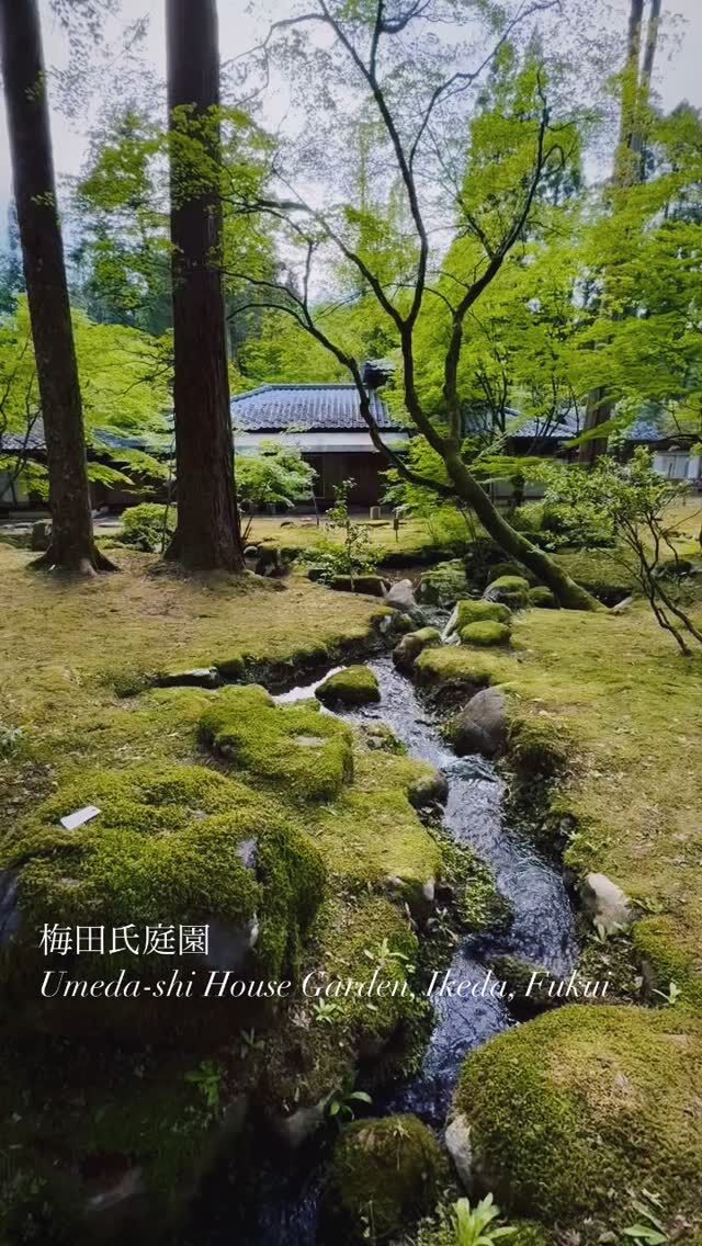 📸梅田氏庭園（福井県池田町／国指定名勝）④
Umeda-shi House Garden, Ikeda, Fukui
水や滝の音を動画で。
福井・梅田氏庭園の紹介は☟
https://oniwa.garden/umeda-garden-fukui/
————————
#japanesegarden #japanesegardens #kyotogarden #zengarden #japanesearchitecture #japanarchitecture #japanarchitect #jardinjaponais #jardinjapones #japanischergarten #jardimjapones #gardendesign #landscape #landscapedesign #garden 
#庭園 #日本庭園 #建築デザイン #ランドスケープ #福井県 #fukui #越前市 #越前 #武生 #えちぜん武生 #池田町 #苔庭 #mossgarden #おにわさん